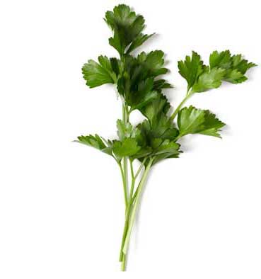 continental parsley